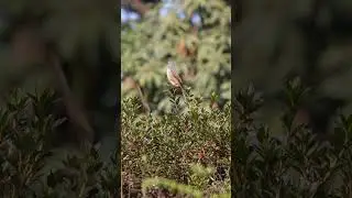 Isabelline shrike #isabellineshrike #shrike #birdspecies #birds #nature #birding #wildlife #kurseong