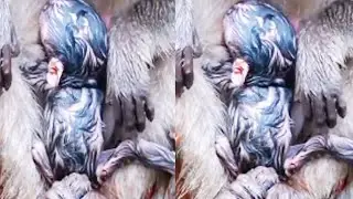 Pity New Baby Just Learning To Nursing Milk -Cutest New Born  Baby Monkey\ Funny Video Compilation