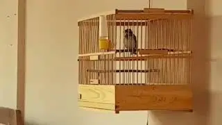 Овсянка ремез, Emberiza rustica