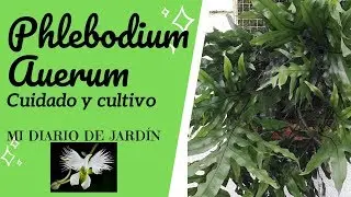 EL HELECHO PHLEBODIUM AUERUM Cuidado y Cultivo, Mi diario de Jardín