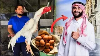 White king Shamo Eggs Export ✈️ Ap Kis Trah Say Aseel Margo  Ka Kaam Kr Skty Hain, Hsn Entertainment