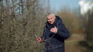 Tăierile de &icirc;ntreținere si fructificare ale mărului I&ndash; Prof dr  Florin Stănică USAMV Bucureșt