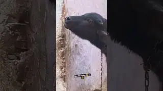 buffalo cattle funny videos long tongue#viral see full to enjoy #viral #trendingshorts #funnyvideo