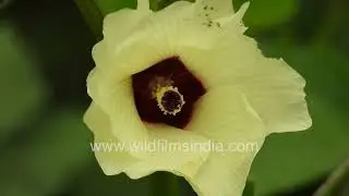 Okra Bhindi Flower and Indian Garden Lizard: Close Look at nature&rsquo;s beauty amid ordinary vegetables