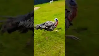 WE GOT CHASED BY A TURKEY PART 1 #turkey #chase #fast