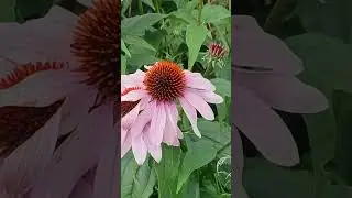 #shorts #viralvideo #viralshorts #shortsfeed #nature #naturelovers #flowers #bees #summer #toronto