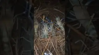 Night Fishing Catching Prawn 🍤#shorts#youtubeshorts#viral#fishing