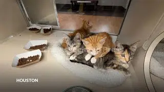 How to prepare your pets for when a hurricane makes it rain cats and dogs