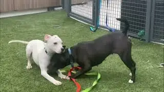 Playgroup: Donnie 223102 & Pup-Peroni 227627