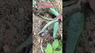 Red Aloe Vera Bulk order Packing video #redaloevera