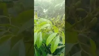 লিচু গাছের মুকুল আসার আগে ও পরে পরিচর্যা।#shorts #lychee #litchi #farming #lychee_bud #lychee_flower