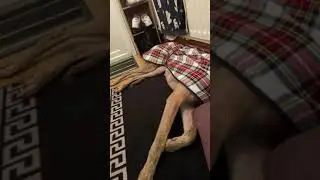 First day for retired racing greyhound  In new home