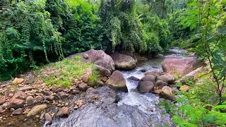 Sleep Soundly with Roaring Water Sounds from Stream Surrounded by Jungle Vines and Rocks