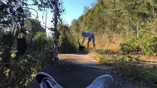 Awesome Cat Guards this Bridge (2019)