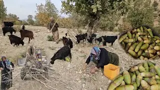 Oak Trees and Nomadic Life: Collecting Oaks in the Zagros Mountains in Autumn