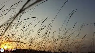 Light Wind and Birds | White Noise | Nature Sounds For Relaxation