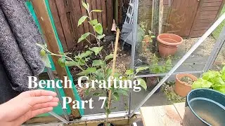 Bench grafting apple and pear trees part 7: A tree in it's second year and pruning talk