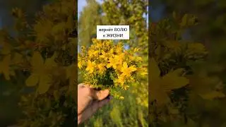 средство от 99 недугов #травы #травыдляздоровья #здоровье #здоровьебезлекарств