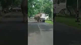 #elephant #short #viral #chetry manoj#assam #guwahati