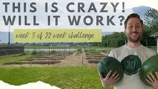 Maximizing Space: Growing 32+ Watermelon Plants in a 64 Square Foot Area