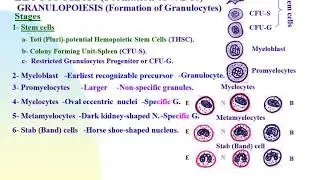 Haemopoiesis (formation of  RBCs) & leucopoiesis (  formation of leucocytes & platelets)  4