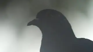 Pigeons