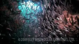 Silversides at Grouper Grotto, Ocean Frontiers, Grand Cayman
