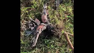 Waited Too Long To Harvest Cassava