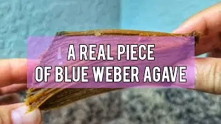 Blue Weber Agave Penca - Real Piece of Agave