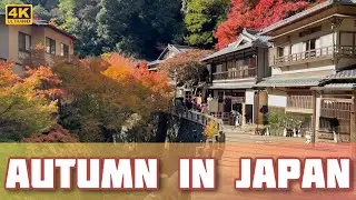 Autumn Colors in Japan &ndash; A Quiet Journey Through Minoo Park - 箕面公園