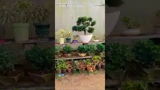 greenery #nursery #kadiyam #plants #viral #greenery gree# nature #nature nature