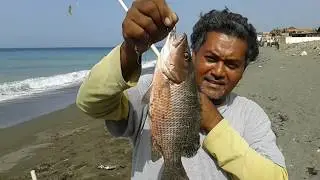 Mangrove snapper for food (Jamaica 🇯🇲)