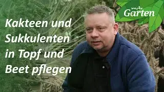 So pflanzen und pflegen Sie Freilandkakteen | MDR Garten