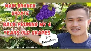 My Lucky Spark Resto Vineyard And Mulberry Farm Concept Is Up For Franchise! 😍🍇❤️