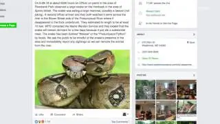 The Mystery Behind A Massive Snake Skin Found in Maine
