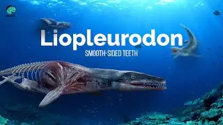 Meet the Liopleurodon or 