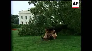 Tree falls on White House's North Lawn during afternoon storm.