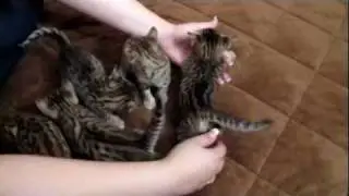 Kanya's F5 Savannah Kittens - Watch us Grow! - Savannah Cats - WildTafari.com