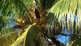 Дикий пляж - Hollywood North Beach Park!!!