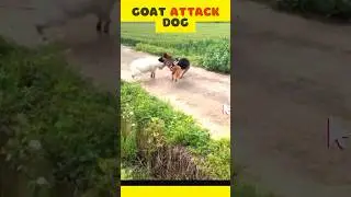 Brave Goat 🐐 Dog 💪 #pets #viral #animals #youtube #attack #viralvideo