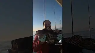 Морской окунь и морской окунь &ndash; настоящая находка на судне Fin Chaser в Монтоке, штат Нью-Йорк! С...