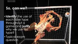 BTEC Sport and Exercise Science - Unit One - A2 Muscular System