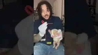 How to tube feed your newborn puppy #americanbully #tubefeedpuppy #howtotubefeed #whelping #puppy