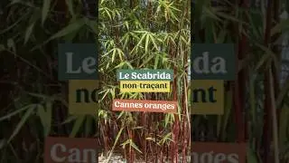 Un bambou NON-TRA&Ccedil;ANT aux couleurs rouge orang&eacute; 🎋