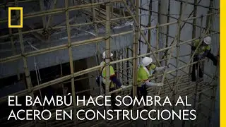 Las propiedades únicas del bambú hacen sombra al acero | NATIONAL GEOGRAPHIC ESPAÑA
