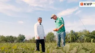 Häuser zum Leben retten Kürbisse | Welttag gegen Lebensmittelverschwendung | KWP TV