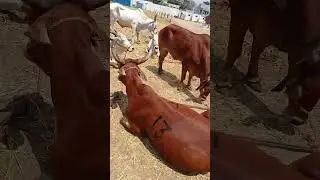 pollachi cattle market cows standing in sales waiting time.