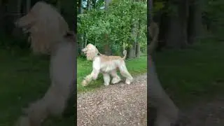 Legolas, the Afghan Hound, running!!