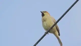 PLAIN-BACKED SPARROW, Palmuvarpunen, Passer flaveolus, Thailand