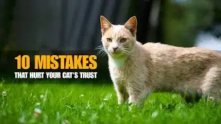 10 Mistakes That Break Your Cat&rsquo;s Trust (And How to Avoid Them)🐱